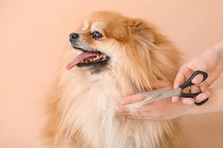 Spitz loup (70 € de l'heure)