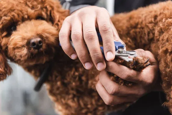 Shampoing antiparasitaire (chiens)