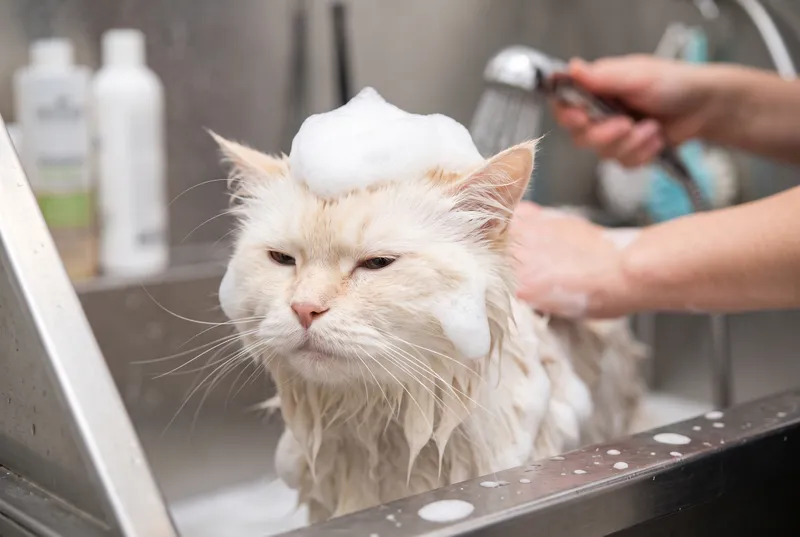 Toilettage chat : entretien