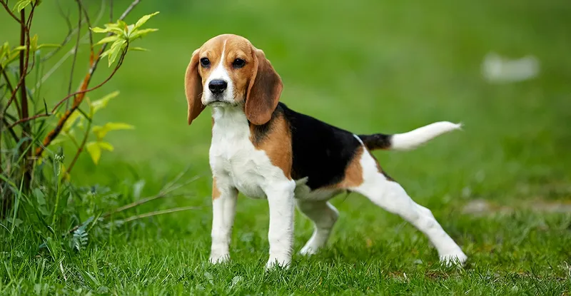 Bain : Beagle