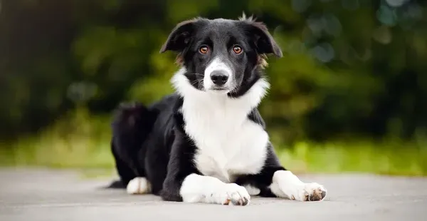 Bain : Border collie