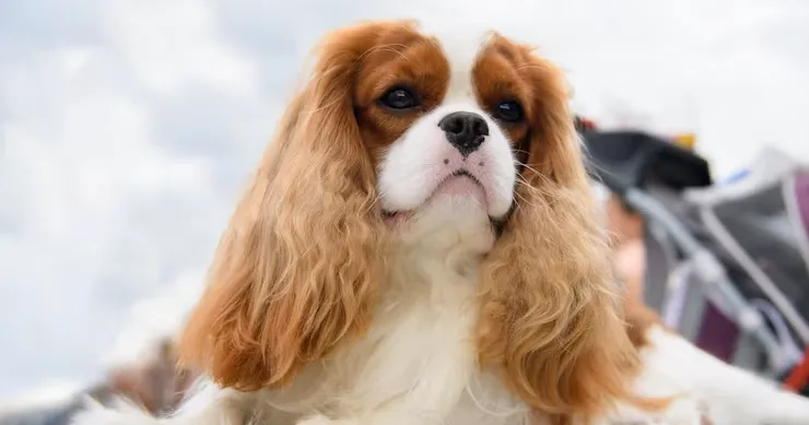 Bain : Cavalier King Charles