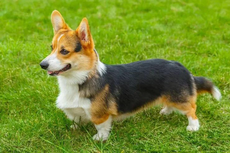 Bain : Corgi