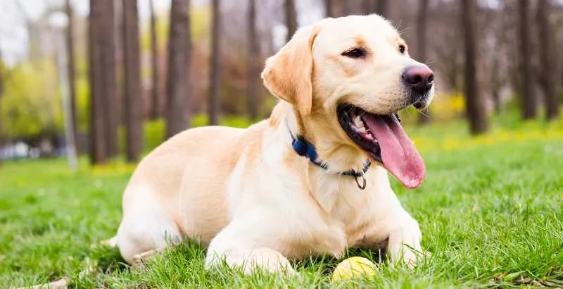 Bain : Labrador