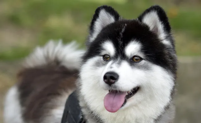 Bain : Pomsky