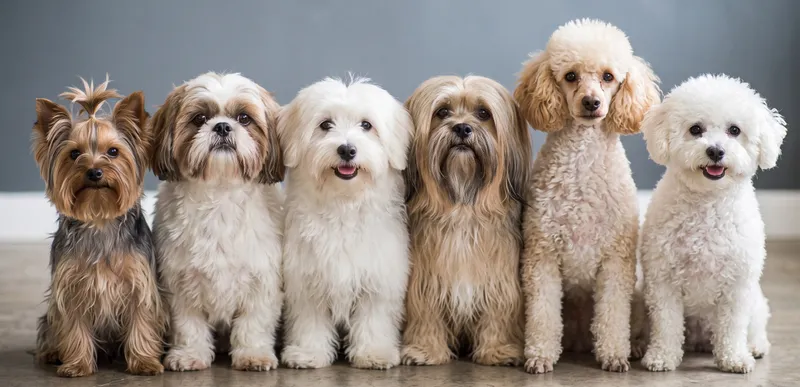Tonte : Yorkshire, Shih Tzu, Coton de Tuléar, Lhassa Apso, Caniche, Bichon
