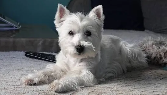 Tonte : Westie