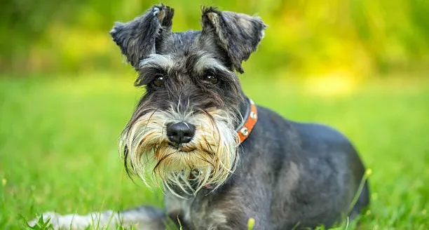 Tonte : Schnauzer standard